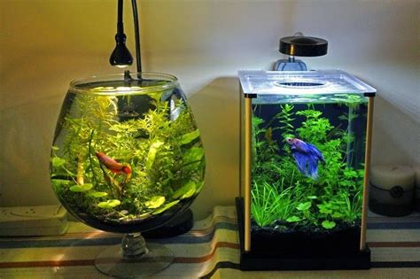 All about betta fish: Betta fish Nano Tank setup