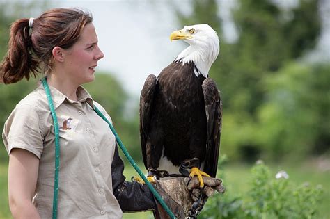 "The Hawk Conservancy, Weyhill, Hampshire" by Paul Hilton at ...