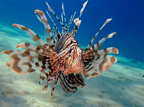 15 Incredible Lionfish Facts - Fact Animal