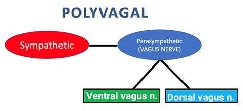 Introduction to the Polyvagal System — Karen Ashforth