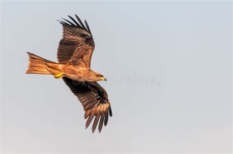 Black kite stock photo. Image of wildlife, fauna, wild - 170366292