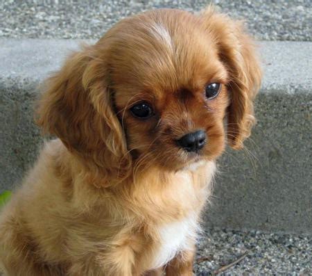 Cavalier King Charles Spaniel Puppies | Puppies Dog Breed Information Image Pictures