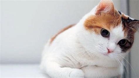 Full HD Wallpapers Of Cute Cats For Dell Laptop - Wallpaper Cave