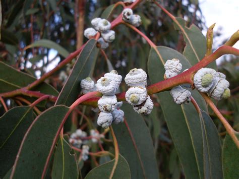 Natural Spain Eucalyptus globulus essential oil 80% natural, 8000-48-4