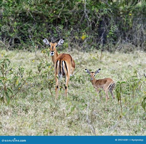 Gazelle Impala stock image. Image of habitat, dangerous - 39514281