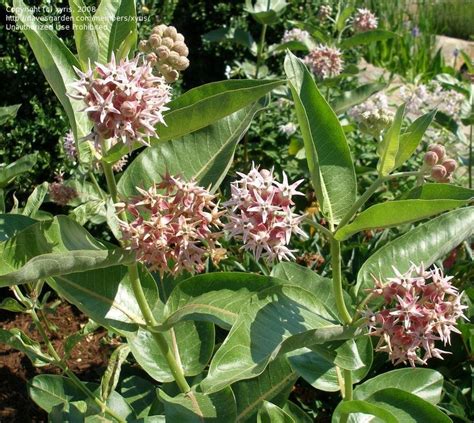 PlantFiles Pictures: Calotropis Species, Crown Flower, Giant Calotrope, Giant Milkweed, Swallow ...