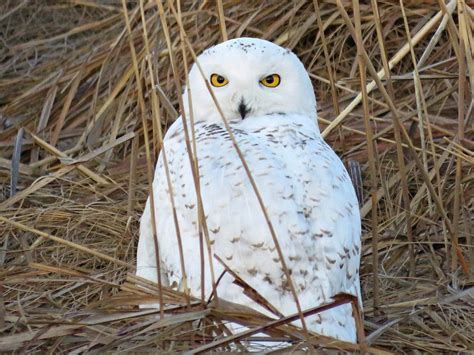 Snowy Owl Facts (and Where to Find Them!) - Birds and Blooms