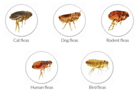 21 Signs of Fleas in Bed (How to Get Rid of Them?)