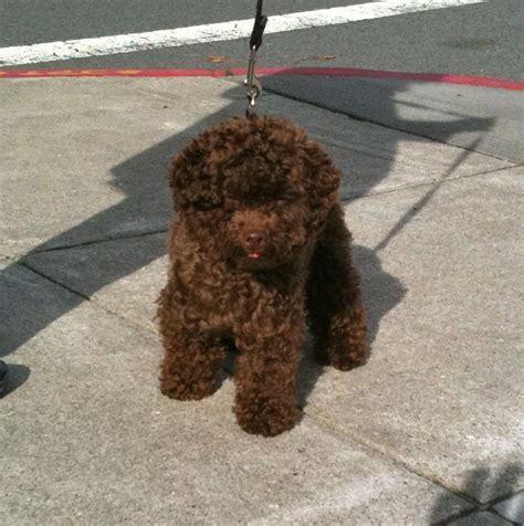 Pin by Vanessa Jones on Brown Is The Color | Brown toy poodle, Toy ...