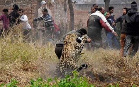 6 injured after wild leopard terrorizes Indian city - ABC News