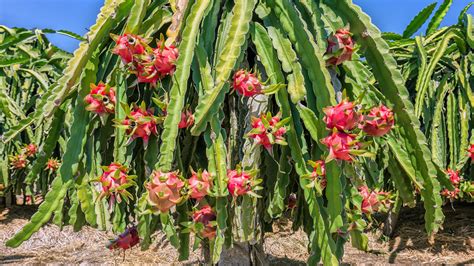 Dragon Fruits: A feature of Vietnam agriculture - Eco-Fruits: Fruits ...