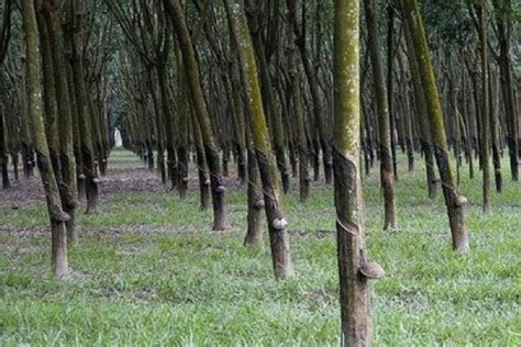 Pemerintah Berkomitmen Remajakan Perkebunan Karet 50.000 Hektare - Majalahteras.com