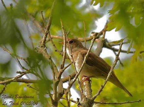 Common Nightingale