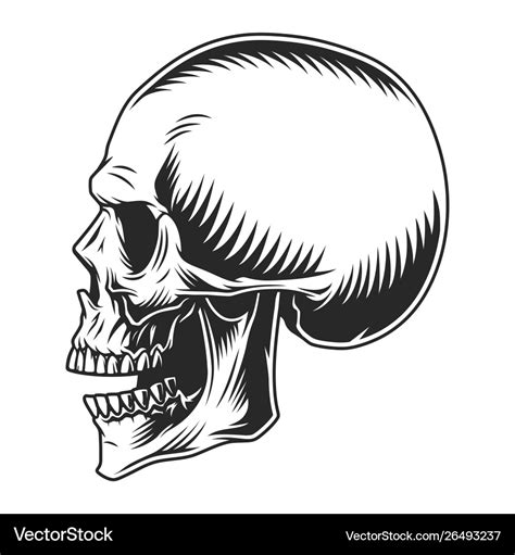 Human skull profile position Royalty Free Vector Image