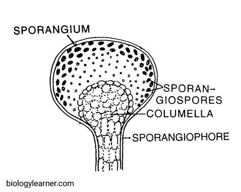 Rhizopus: Occurrence, Structure, Reproduction, Pathogenesis