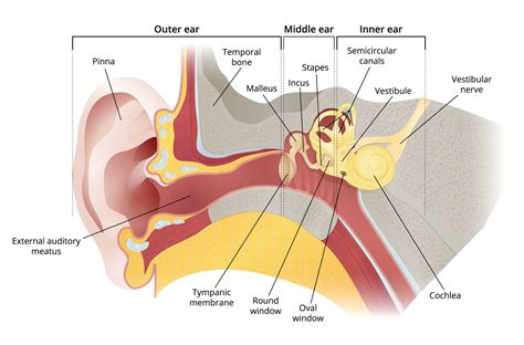 How we hear - How hearing and the auditory system works