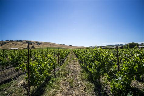 Sonoma Wine Country half-day tour | musement