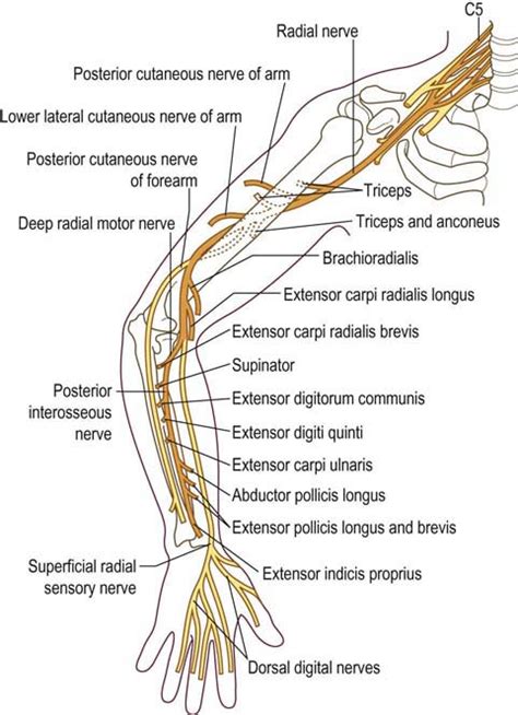 Radial Neuropathy | Neupsy Key