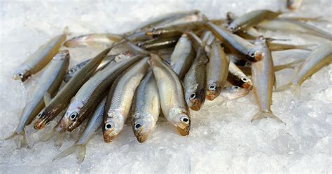 Smelt Ice Fishing: Tips, Tricks, & Destinations