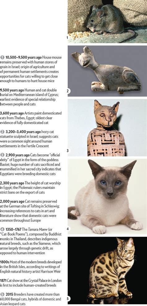 How House Cats Evolved (2023)