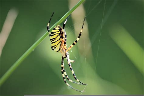 Yellow garden spiders good for yards, gardens - AgriLife Today