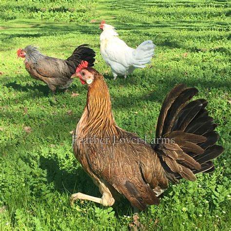 Proto-Onagadori Chickens For Sale | Feather Lover Farms