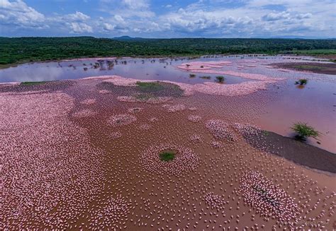 Flamingo, Kenya, Lake Bogoria