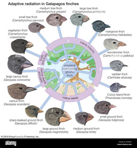 Adaptive radiation in Galapagos finches Stock Photo: 84970716 - Alamy