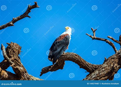 Bald eagle hunts stock image. Image of exotic, safari - 144579487