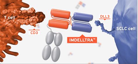 IMDELLTRA™ (tarlatamab-dlle) Mechanism of Action (MOA)