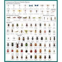 an insect poster showing different types of bugs