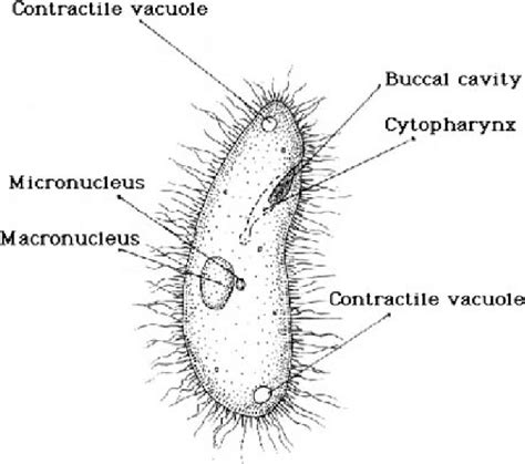 Ciliophora Paramecium Slide