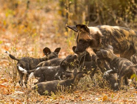 World Painted Dog Day: Fighting a Pack of Challenges | David Shepherd ...