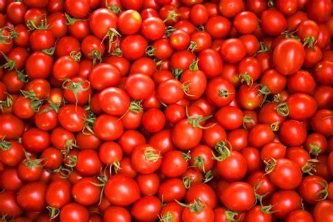 Can You Use Bone Meal For Tomatoes? | Garden Wisper