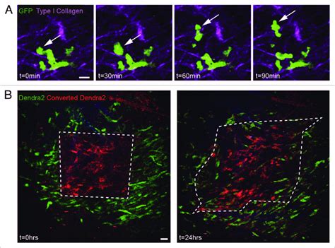 visualizing cell migration over long and short periods of time ...