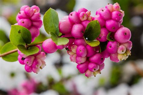 Coralberry 2-5'h x 4-8'w | Native plant landscape, Shrubs, Native plants