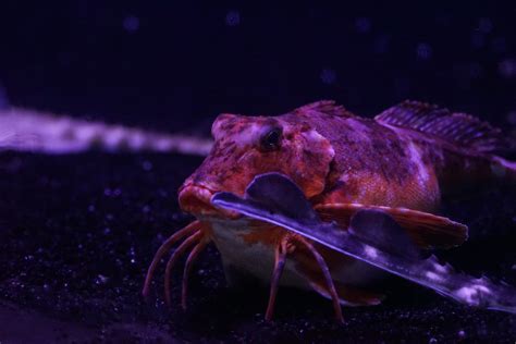 Grondin strié (Chelidonichthys lastoviza) | Streaked gurnard… | Flickr