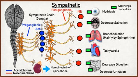 Beta adrenergic receptors types function location stimulation effects made easy – Artofit