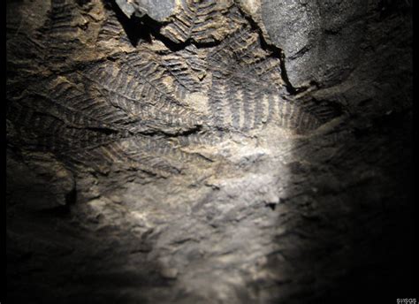 PHOTOS: Huge Fossil Forest Discovered In Coal Mine