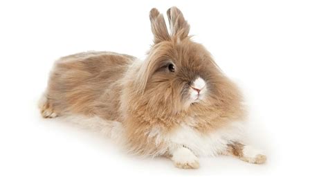 Lionhead Rabbit Breed Information Center: Discover The Lionhead Bunny