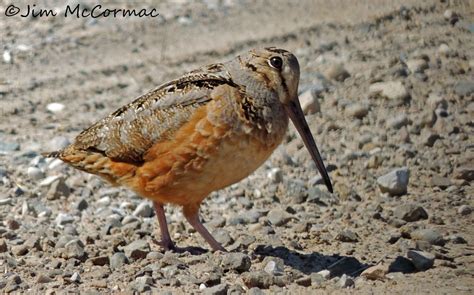 Ohio Birds and Biodiversity: Woodcock's looks, gait laughable, but courtship display showy