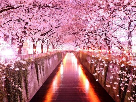 Sakura Flower Wallpapers - Top Free Sakura Flower Backgrounds ...