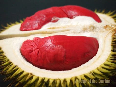 Pohon Durian, Pohon Yang Mempunyai Buah Besar dan Lezat - Tani Sejahtera