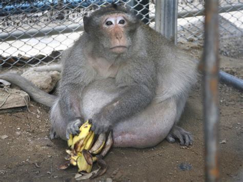 Uncle Fat the morbidly obese monkey placed on diet in Thailand after ...