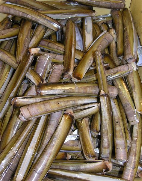 Free Images : food, green, produce, crop, agriculture, bamboo, licorice, stimulant, sugar cane ...
