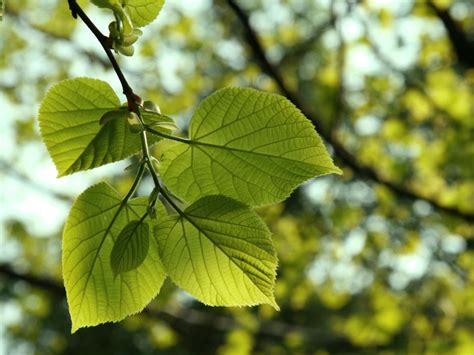 How to Identify Types of Trees in North America