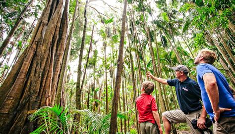 Gold Coast: Natural Bridge & Springbrook Waterfalls Tour | GetYourGuide