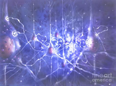 Illustration Depicting Pyramidal Neurons Photograph by Jim Dowdalls