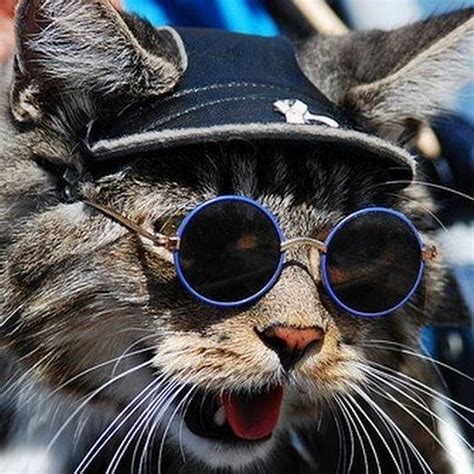 Cat Wearing Glasses Funny Cat Wallpaper Kittens Funny Funny Cats | Sexiz Pix