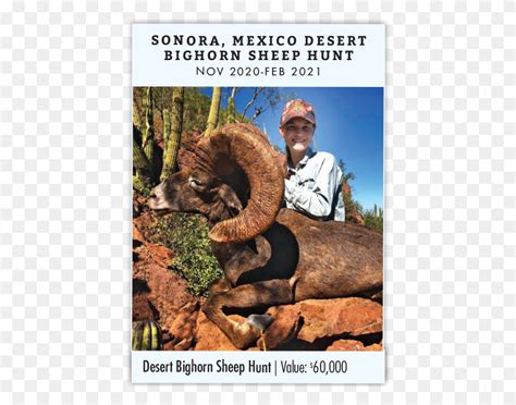 Sonora Mexico Desert Bighorn Sheep Hunt Poster, Person, Human, Lion HD ...